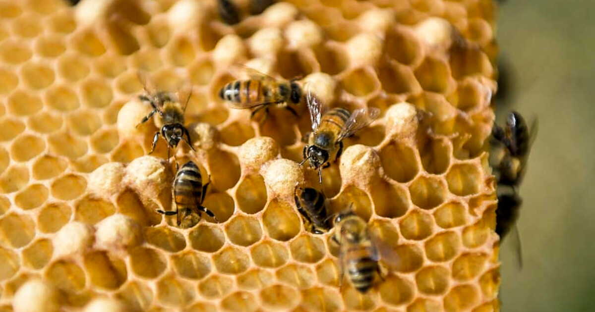 Les abeilles cubaines : des pollinisateurs essentiels