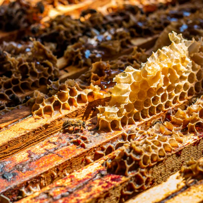 La propolis : l’or de la ruche